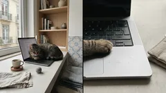 Porque é que o teu gato se estende em cima do portátil (e o que isso pode querer dizer)