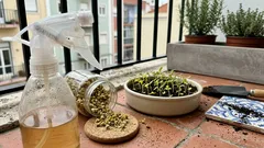 Pulverizar chá de camomila nas plantas: quando resulta e o cuidado que muda tudo